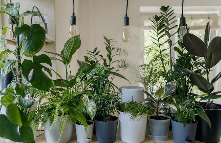 Reduce Humidity At Home With These Plants